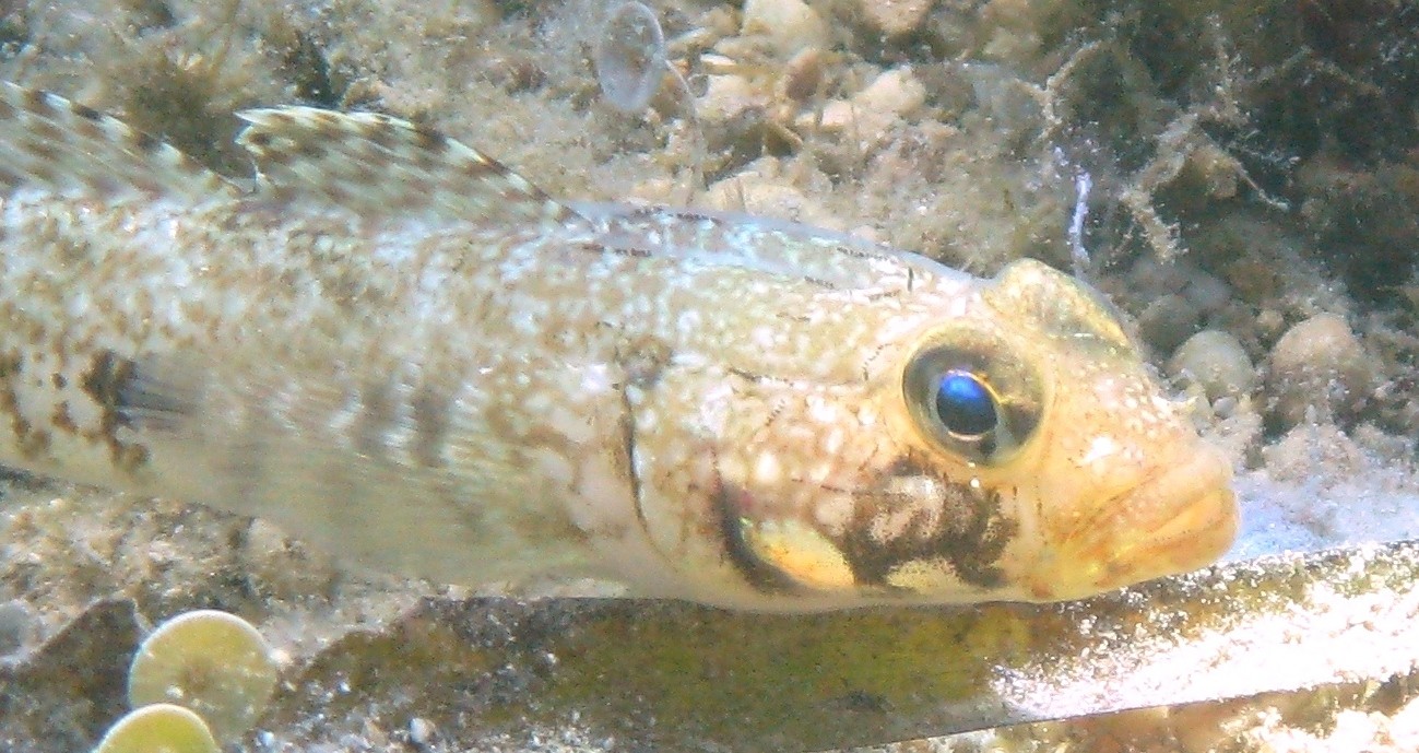 Gobius geniporus